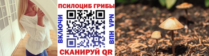 купить закладку  Петровск-Забайкальский  Псилоцибиновые грибы Cubensis 